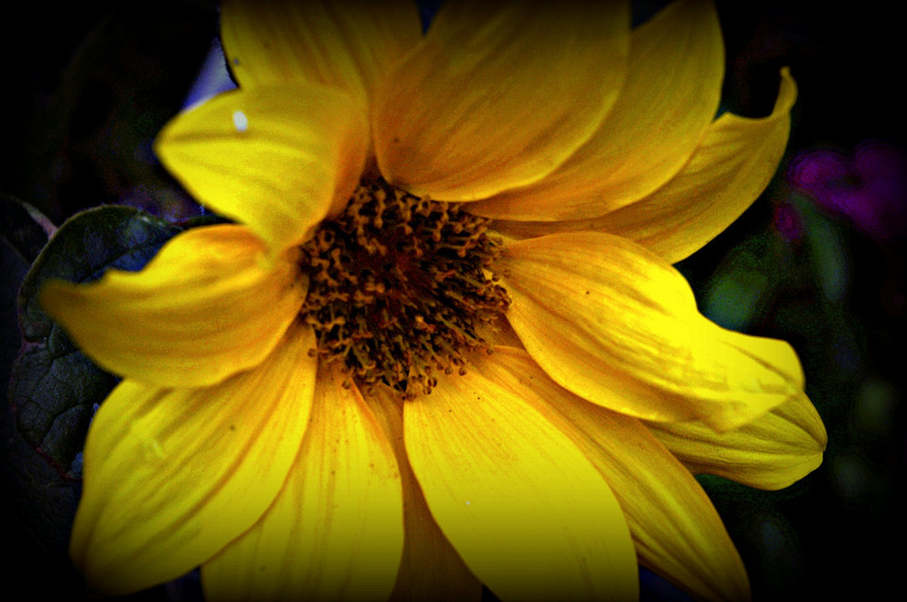 Sunflower and leaves