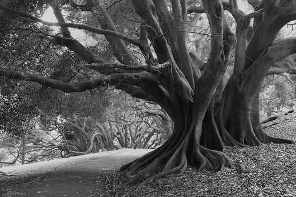 Auckland tree