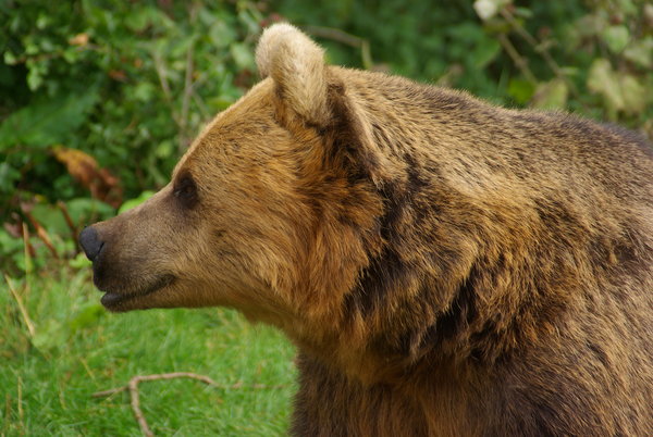 bear1