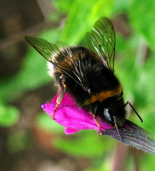 Bee