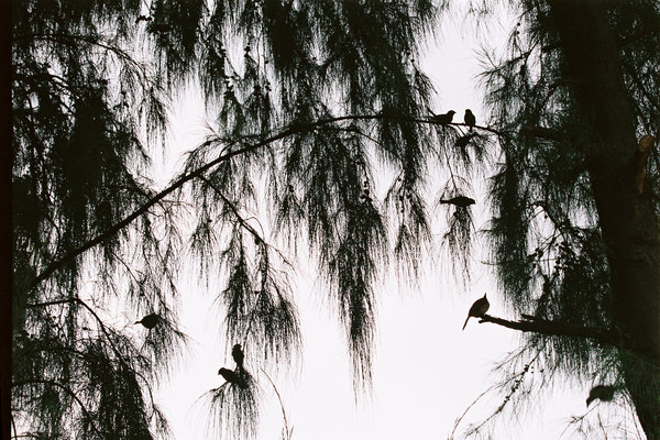 Birds in trees