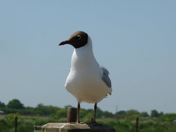 Black headed gull posing