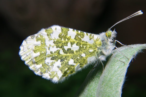 Butterfly at rest.