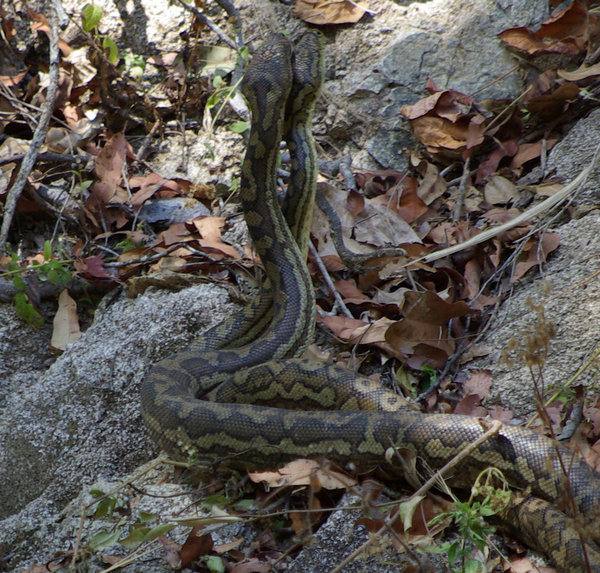 Carpet Pythons