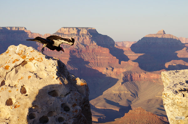 Condor Leaping in Grand Canyon, Arizona, US