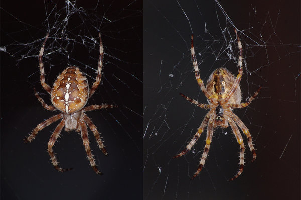 Cross orbweaver