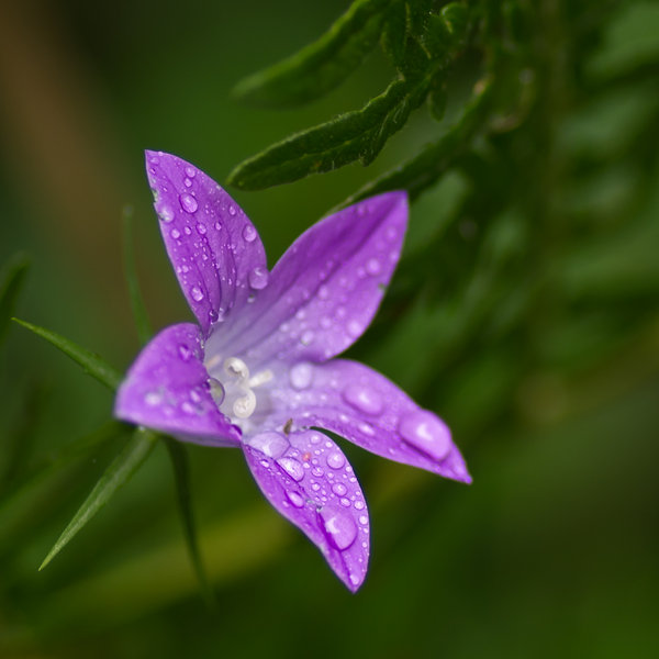 Damp Morning