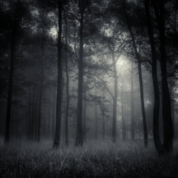 deep forest
