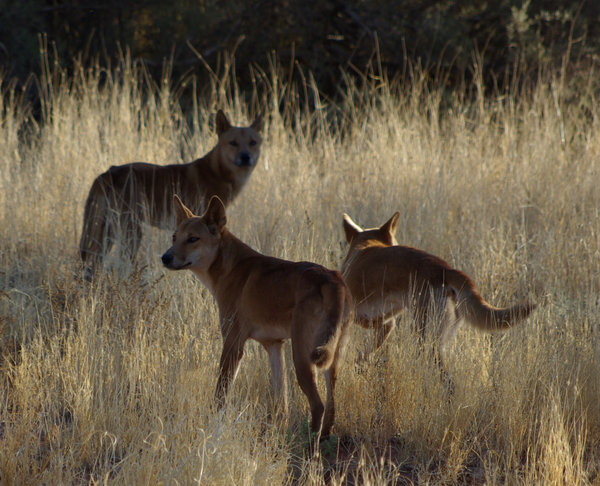 Dingos