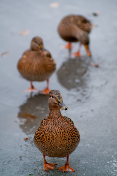 Ducks on Ice