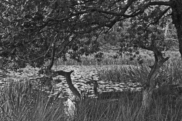 Dunham Massey