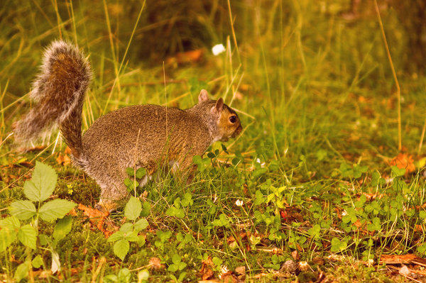 Edited Grey Squirrel