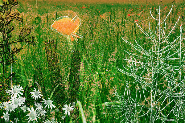 Field Study