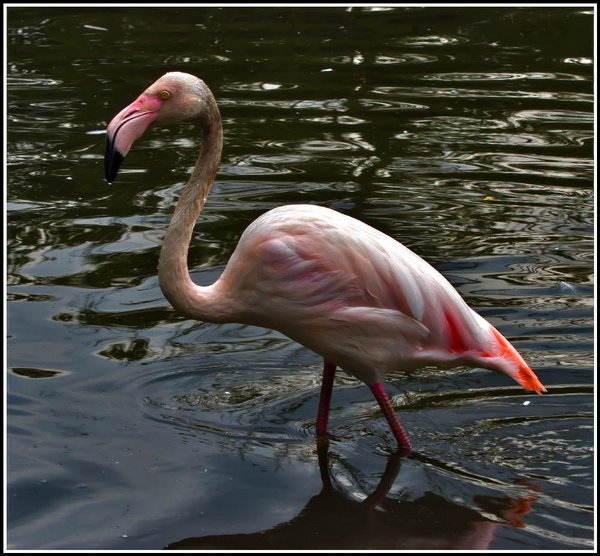Flamingo