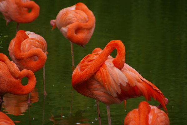 Flamingos
