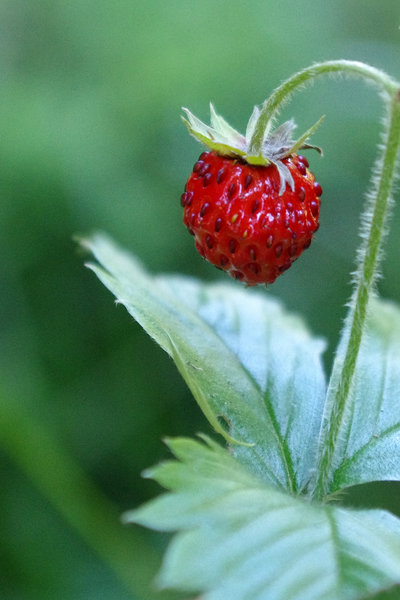 Forrest Strawberry