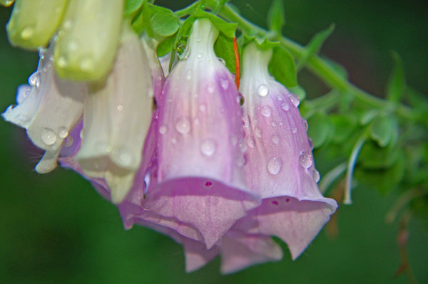 Foxglove