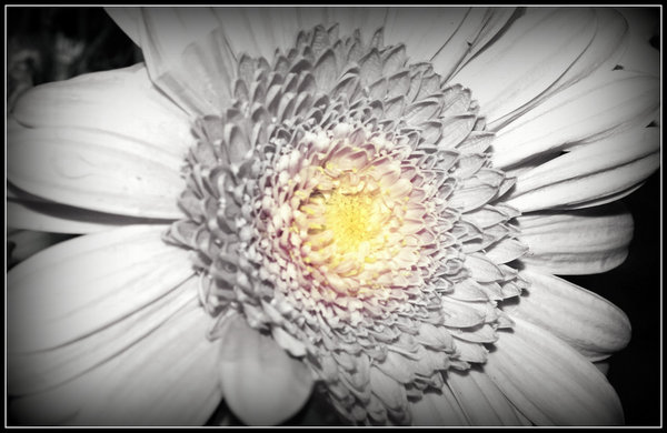 Gerbera in black frame.