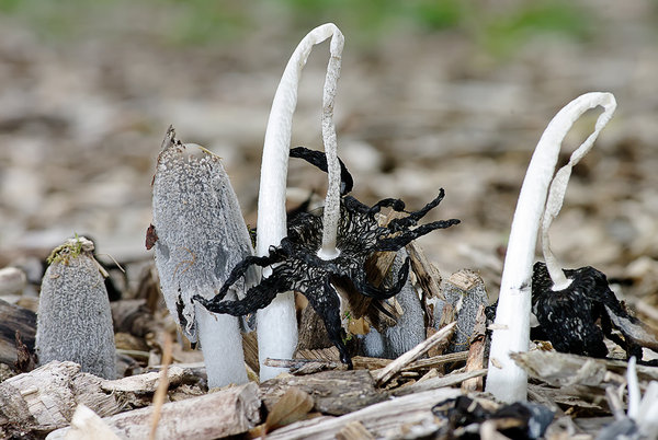 Hare's foot inkcap (Coprinopsis lagopus)