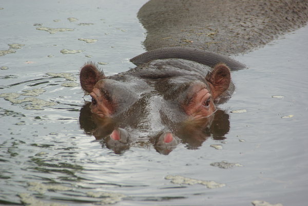 hippo