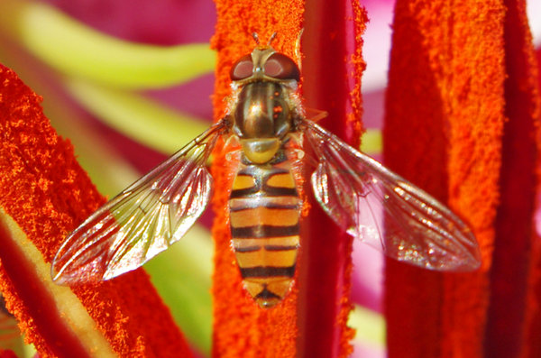 Hover fly