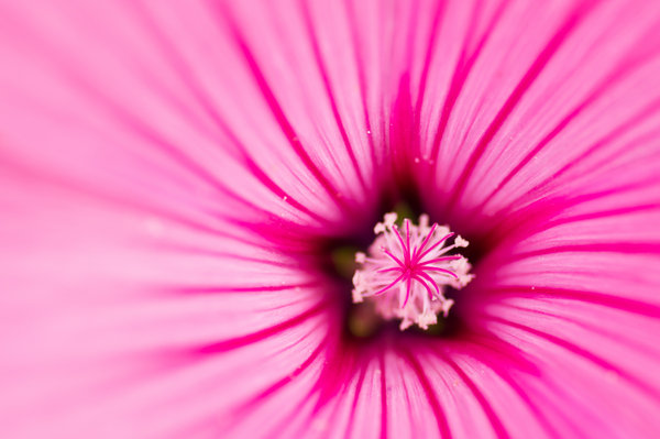 Inside of A Flower