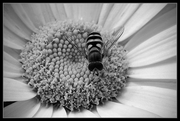 It's all black and white