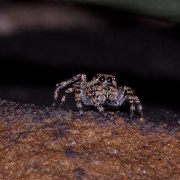 Jumping spider