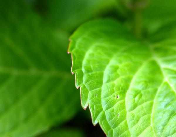 Leaf