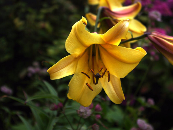 lilly
