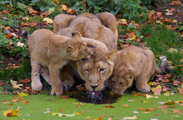 Lioness & Cubs