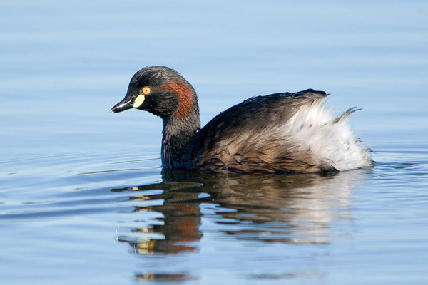 Little Grebe
