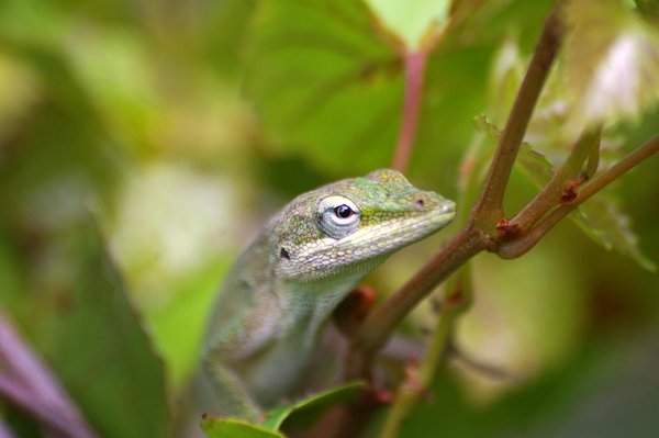 lizard