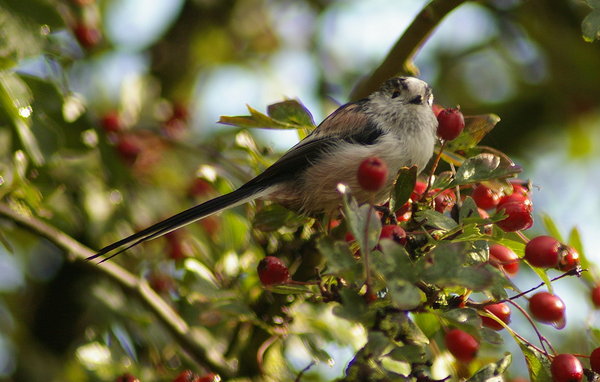 Longtail tit