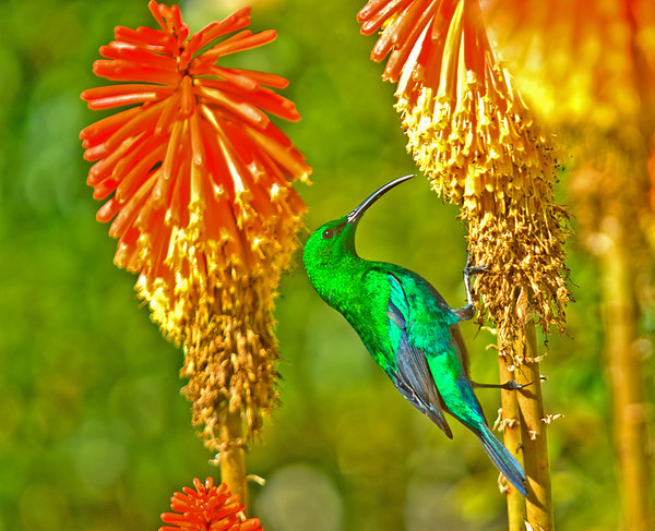 Malachite sunbird