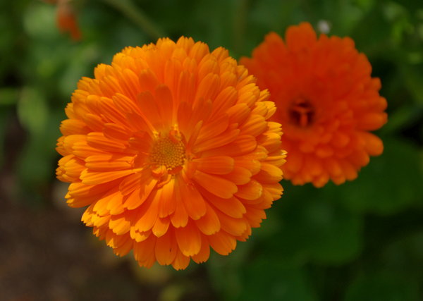 Marigold