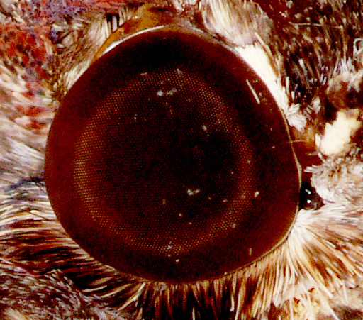 Moth's Eye