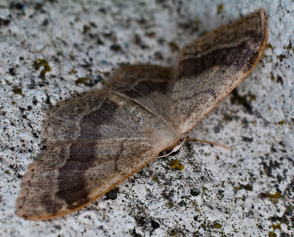 Moth