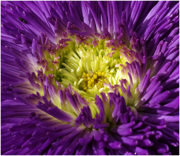 Nature's Dinner Table