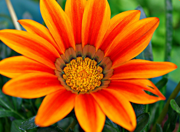 Orange Gazania