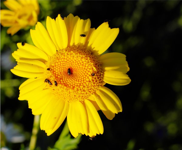 Pollen beetles