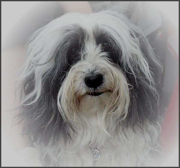 Portrait of Daisy Again