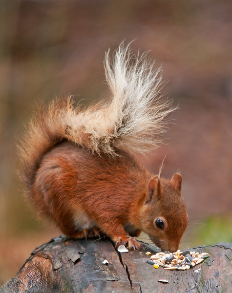 Red Squirrel