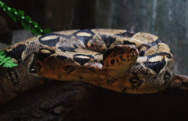 reptile