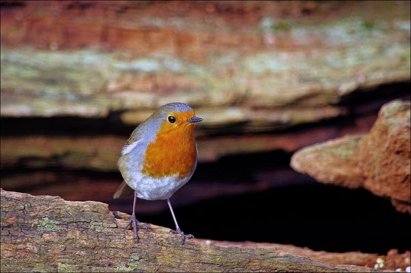 Robin