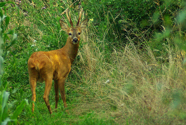 Roe Buck