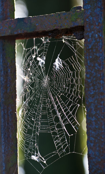 Rusty Web