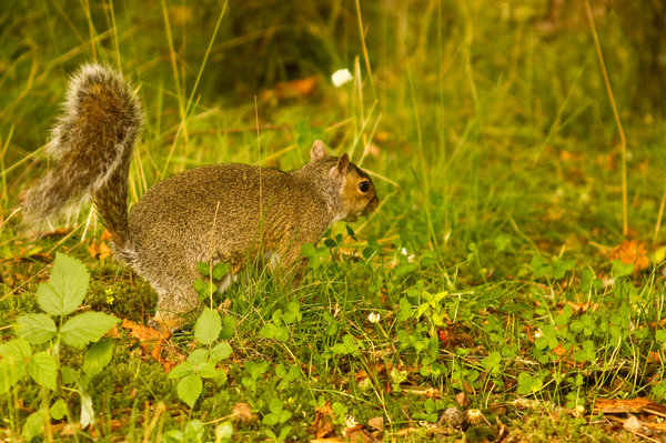 Scottish Grey Squirrel
