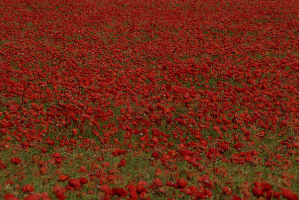 Seeing Red