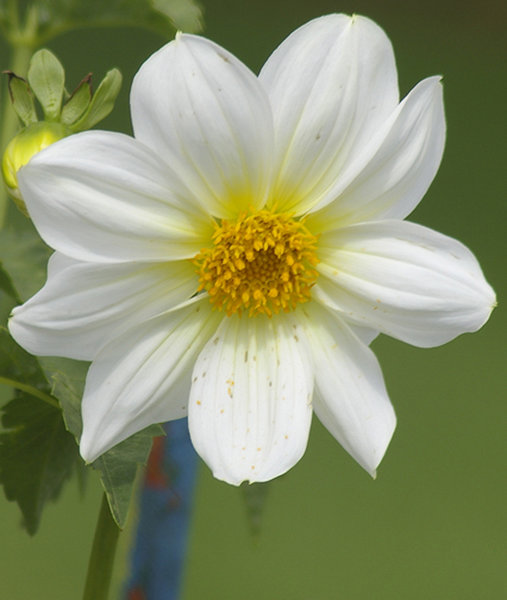Snow white